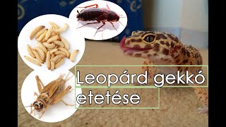 Leopárd gekkó tartása 3.rész: Etetés