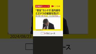 【深刻】「ナラ枯れ」の原因　本州以南が生息域の「カシノナガキクイムシ」　道内での越冬を初めて確認