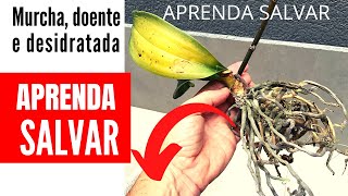 COMO SALVAR ORQUÍDEA QUE ESTÁ MORRENDO