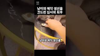 고양이의 애착생선을 건드린 집사의 최후