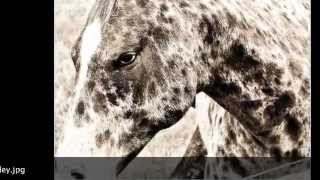 The Appaloosa Horse: A Magnificent Breed