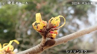 【福岡市植物園】2023.1.28 現在のみごろ