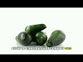 avocado mastery ultimate guide to selection cultivation u0026 delicious recipes