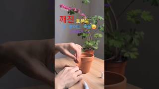 #토분수리법 #plantlover#금낭화/깨진 토분 버릴까말까~! 본드값이 더드는데😅 깨진 토분 붙이기 중독중,,,^^ 식물놀이😉🩷🤍🌱🌿🪴