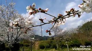 2019.4.1山口市象頭山の桜