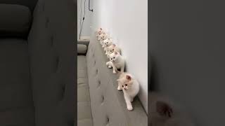 Cute Cat Kids Videos That'll Make You Smile|cute cat kids video respect