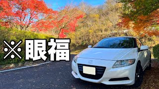 (POV) I enjoyed a Drive-through leaf peeping at Momiji ( maple tree) Road, Chiba, Japan🍁