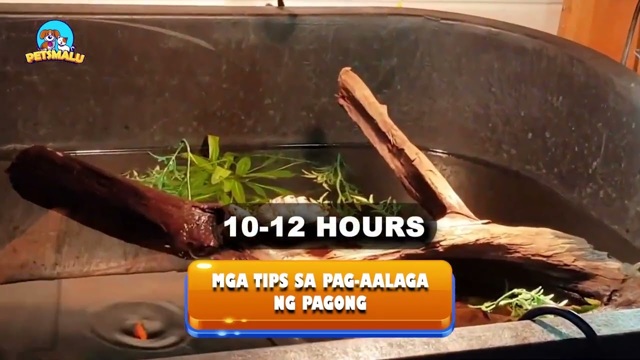 MGA TIPS SA PAG-AALAGA NG PAGONG - YouTube