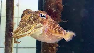 European common cuttlefish - Sepia officinalis