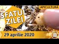 Larvele de trântori, un ”MAGNET” PENTRU VARROA [Sfatul zilei 29.04.2020]