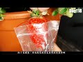 草莓strawberry怎麼種 5個重點種出無農藥草莓《葛斯怎麼種》25