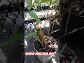 Bonsai bambu kuning pancoran mas bertuah #bambu #tanamanhias #bambuantik #viral #bambuunik #unik