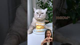 Cooking marshmallow #cat #pets #cute #catlover #料理猫王 #tiktokcatvideos #棉花糖夾心饼干 #会做饭的猫 #funnycats