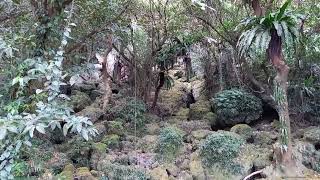 滝見橋(末吉公園) 自然に癒されます☆ ~ 沖縄県那覇市首里~