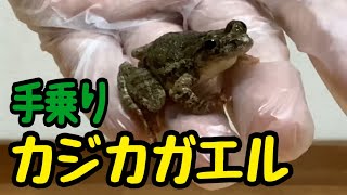 【手乗りカジカガエル】「清流の歌姫」と呼ばれるカエルを間近で観察します🐸