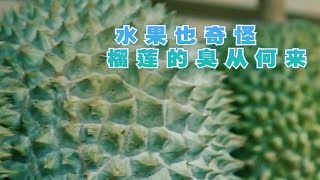 榴莲 它到底是臭还是香