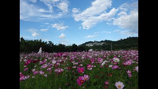 桃園花彩節大園、大溪展區4K   (2020 11 6)