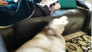 Husky Sneezing