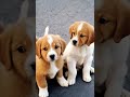 cute puppies playing adorable moments puppy dog doglover shorts dogreels puppies dogs pets