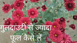 गुलदाउदी में यह खाद डालो और ज्यादा फूल पाओ// How to get more followers on chrysanthemum