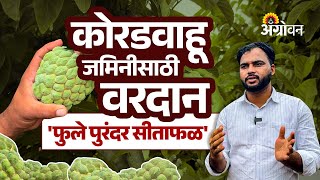 Custard Apple Farming: सीताफळ शेती खरंच फायदेशीर ठरते का? कोणतं वाण बेस्ट? Farmer Success Story