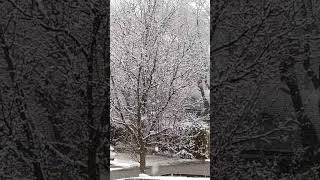 Silent Snowfall #snow #snowfall #snowflakes #winter #shortsfeed #shortsvideo #shorts #viralvideo