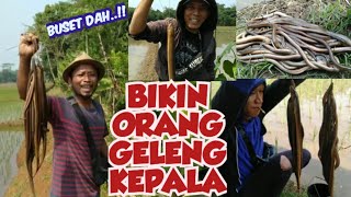 NGUREK PERDANA DI MUSIM INI HASILNYA BIKIN ORANG GELENG KEPALA‼️#ngureuk #belut #belutsawah #gacor