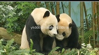 Giant Panda Le Le lunch w/Jia Jia 大熊猫叻叻和嘉嘉妈妈的午餐 @ 新加坡河川生态园