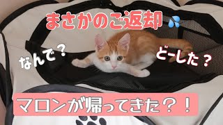 (保護猫)マロンが帰ってきた　３日ぶりの再会に嬉し涙　でも複雑な思い　またマロンとの暮らしが始まります