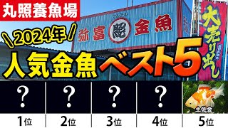 【丸照養魚場】最新版‼︎日本一金魚が売れるお店丸照さんで今年一年「人気があった金魚」をランキングしました‼︎果たしてどんな金魚が1位に輝くのか！？店主さんオススメ金魚も必見です‼︎