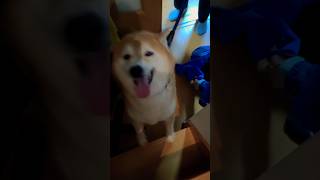 柴犬福 兄と半日振りの再会した時の表情🤩Smile dog🤣#shorts #funny #shibainu #comedy #dogshorts #柴犬 #시바견