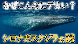 心臓の重さ180kg！地球上でもっとも巨大な生物「シロナガスクジラ」の生態を解説