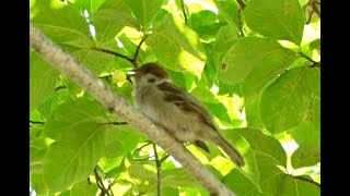 すずめの鳴き声　　Eurasian Tree Sparrow