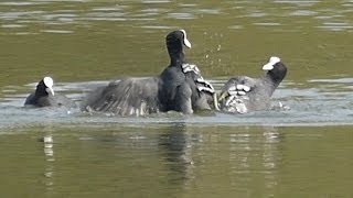 Meerkoeten gevecht.