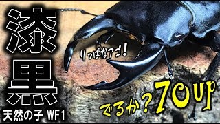 カブトムシ＋クワガタ＝ブリード　天然オオクワガタから生まれた子供達が正直やばい（くろねこチャンネル）