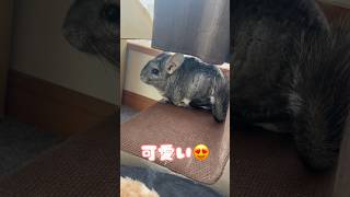 カメラに近づいてくるの😍 #animal #チンチラ #chinchilla