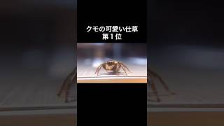 ハエトリグモの可愛い仕草第1位