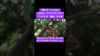 【ASMR】オオカマキリがアブラゼミを「捕食」すること #虫の音 #bug #asmr #カマキリの共食い #カマキリの補食 #カマキリの交尾 #カマキリのエサ