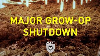 One of Province’s Largest Grow-ops Shutdown in Stettler