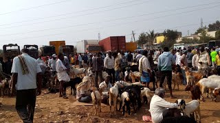 every Friday nelamangapa sheep and goats market @AGRIANIMALS