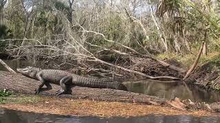 Kayaking With Alligators in Hillsborough River, Florida - LivingWithGators - Shot w/GoPro