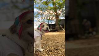 ウッドチップが素敵だったけど､予想と違って文句を言われました#shorts #犬