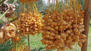 สวนทุ่งทองคำ อินทผลัมทุ่งกุลา Golden Dates สวนอินทผาลัม บ้านหนองอ่าง ต.กำแพง อ.เกษตรวิสัย จ.ร้อยเอ็ด