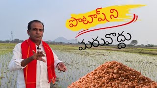 వరిలో పొటాష్ దే ప్రముఖ పాత్ర|వరిలో పొటాష్ లోపం|పంటల్లో పొటాష్ లోపం|potash deficiency|karshakanestham