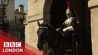 Keeping the Household Cavalry cool - BBC London