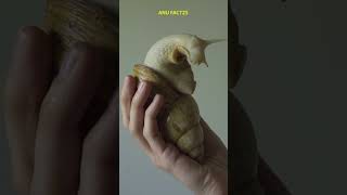 शंख आखिर बनता कैसे है | ANU FACTZS | How is conch shell made | #shorts #amizingfacts #viral