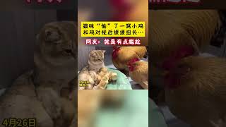 猫咪“偷”了一窝小鸡