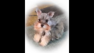 RoyalSchnauzers MICRO TCUP AKC Miniature Schnauzer Puppies #puppy #puppyvideos #cute #dog #doglover