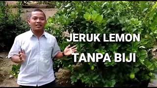 Budidaya Jeruk Lemon Tanpa Biji : Lumayan !!!