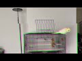 female cockatiel singing sounds